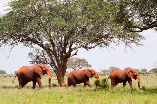 Three Red Elephants isolated in the savannah of Tsavo East Park in Kenya