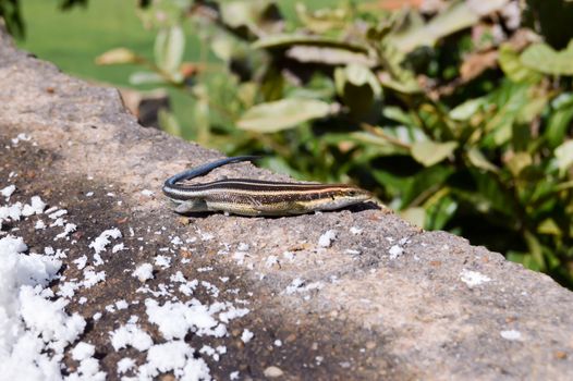 Lizard posing on a wall at the top of the savannah of Tsavo East in Kenya