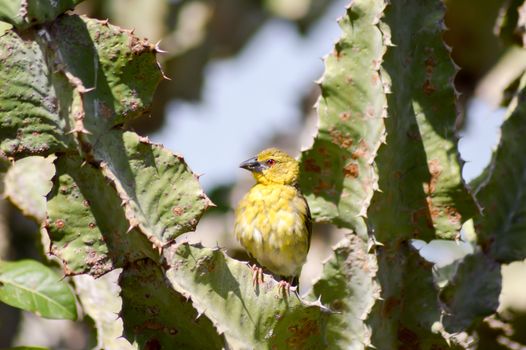 Weaver posing on a cactus in East Tsavo Park in Kenya