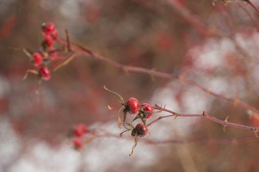 Briliant sunlit hairy wild rose hips with snow background
