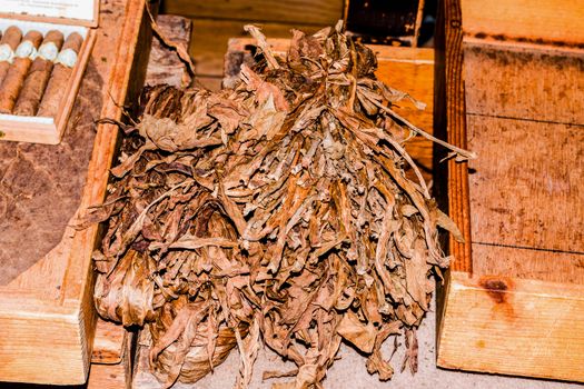 Traditional manufacture of cigars in an old tobacco factory in Havana in Cuba.