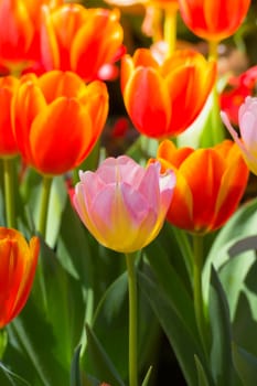 Tulip. Beautiful bouquet of tulips. colorful tulips. tulips in spring,colourful tulip