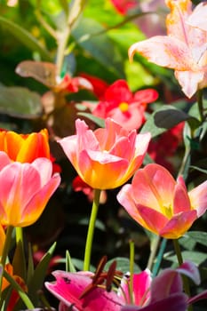 Tulip. Beautiful bouquet of tulips. colorful tulips. tulips in spring,colourful tulip