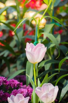 Tulip. Beautiful bouquet of tulips. colorful tulips. tulips in spring,colourful tulip