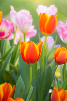 Tulip. Beautiful bouquet of tulips. colorful tulips. tulips in spring,colourful tulip