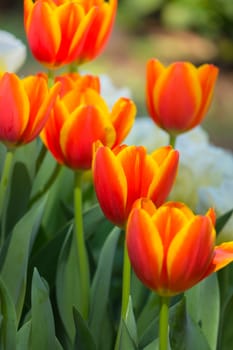 Tulip. Beautiful bouquet of tulips. colorful tulips. tulips in spring,colourful tulip