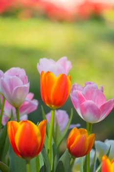 Tulip. Beautiful bouquet of tulips. colorful tulips. tulips in spring,colourful tulip