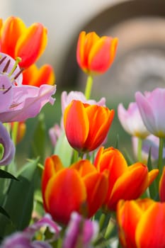 Tulip. Beautiful bouquet of tulips. colorful tulips. tulips in spring,colourful tulip