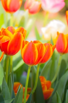 Tulip. Beautiful bouquet of tulips. colorful tulips. tulips in spring,colourful tulip