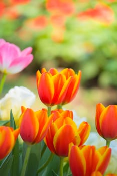 Tulip. Beautiful bouquet of tulips. colorful tulips. tulips in spring,colourful tulip