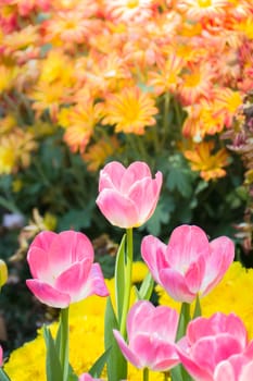 Tulip. Beautiful bouquet of tulips. colorful tulips. tulips in spring,colourful tulip