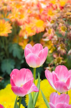 Tulip. Beautiful bouquet of tulips. colorful tulips. tulips in spring,colourful tulip