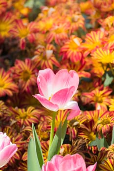 Tulip. Beautiful bouquet of tulips. colorful tulips. tulips in spring,colourful tulip