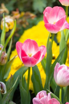 Tulip. Beautiful bouquet of tulips. colorful tulips. tulips in spring,colourful tulip