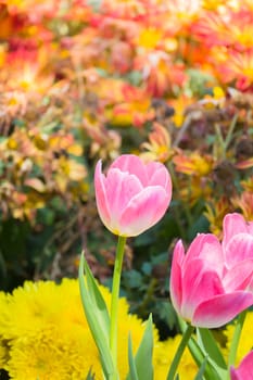 Tulip. Beautiful bouquet of tulips. colorful tulips. tulips in spring,colourful tulip