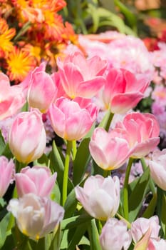 Tulip. Beautiful bouquet of tulips. colorful tulips. tulips in spring,colourful tulip