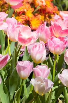 Tulip. Beautiful bouquet of tulips. colorful tulips. tulips in spring,colourful tulip