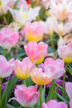 Tulip. Beautiful bouquet of tulips. colorful tulips. tulips in spring,colourful tulip