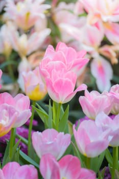 Tulip. Beautiful bouquet of tulips. colorful tulips. tulips in spring,colourful tulip