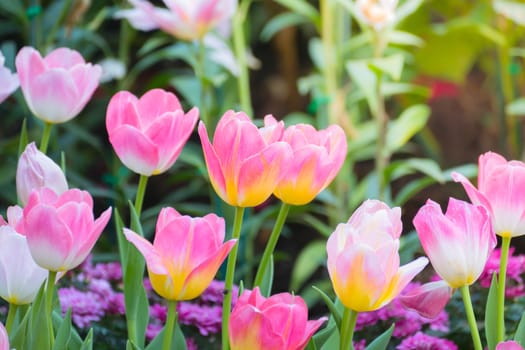 Tulip. Beautiful bouquet of tulips. colorful tulips. tulips in spring,colourful tulip