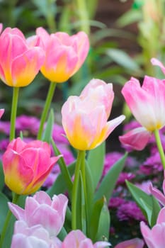 Tulip. Beautiful bouquet of tulips. colorful tulips. tulips in spring,colourful tulip