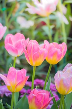 Tulip. Beautiful bouquet of tulips. colorful tulips. tulips in spring,colourful tulip