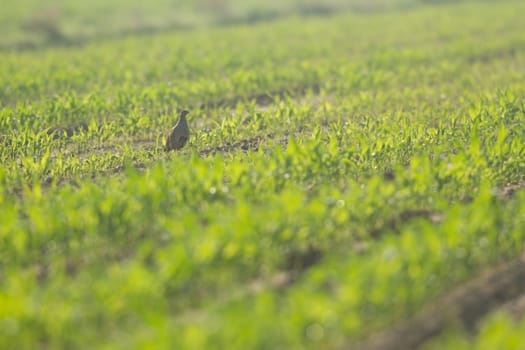 agricultural field, nature and agriculture farming series