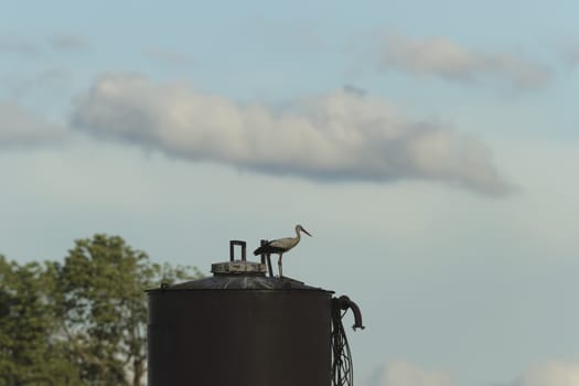 wild bird in natural habitat, nature series
