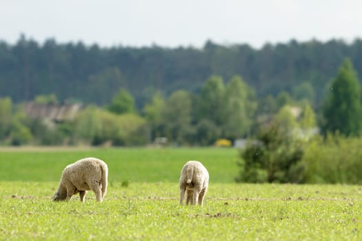 agricultural field, nature and agriculture farming series