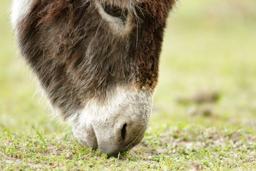 donkey in a field  in sunny day, nature series