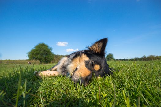 funny dog in sunny day, animals series