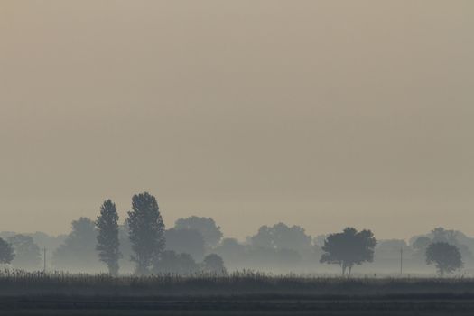 morning fog over a meadow, nature series