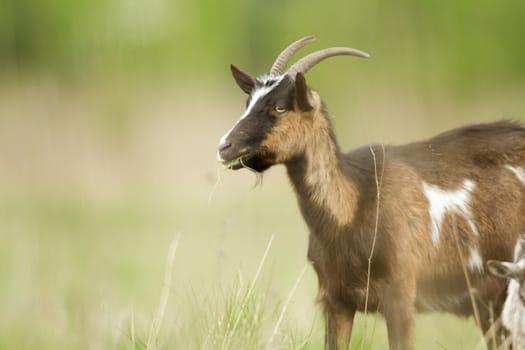 goat on summer pasture, nature series