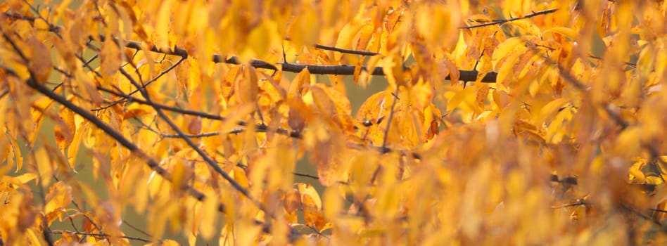 natural background with colored leaves, nature series