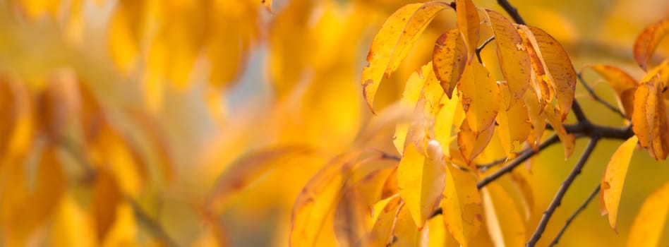 natural background with colored leaves, nature series