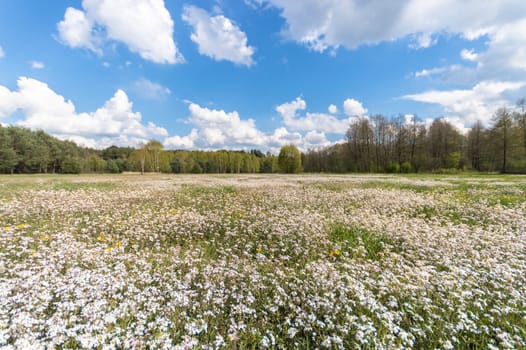 natural green colorful rural meadow, nature series