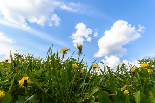 natural green colorful rural meadow, nature series