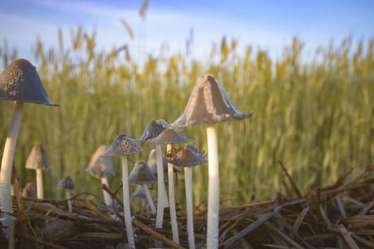 forest mushroom after longtime rain, nature series