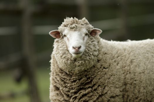 sheep on grass with blue sky, some looking at the camera