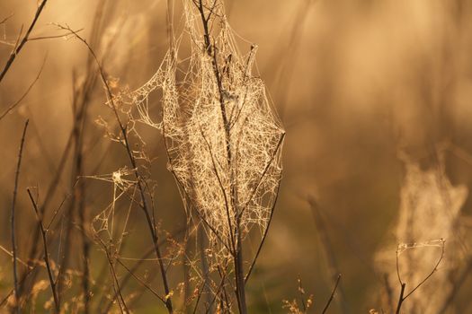 spider web with colorful background, nature series