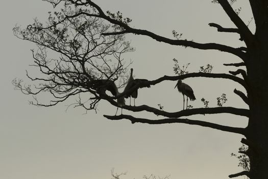storks on green grass in sunny day, nature series