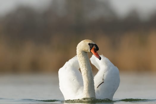 swan on blue lake in sunny day, swans on pond, nature series