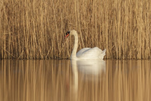 swan on blue lake in sunny day, swans on pond, nature series