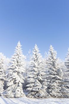 frozen tree on winter field and blue sky, winter tree