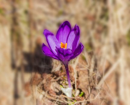 Single purple flower of crocus vernus with petals covered with pollen on blurred background. Carpathians.
