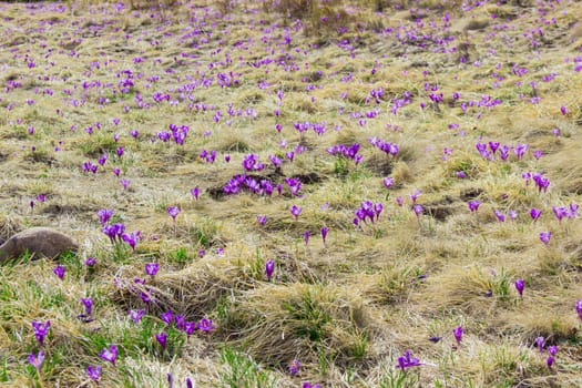 Mountain slope with flowering crocuses vernus among the withered and young grass spring in the Carpathians
