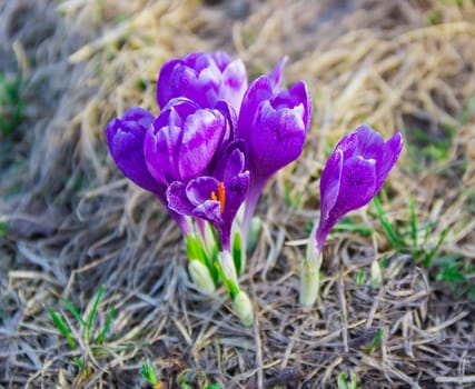 Several purple flowers of crocus vernus with petals covered with pollen against the backdrop of withered grass

