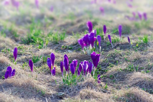 Mountain slope with flowering crocuses vernus among the withered and young grass spring in the Carpathians
