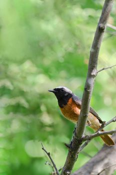 Spring nature background with birds on branch, male Redstart