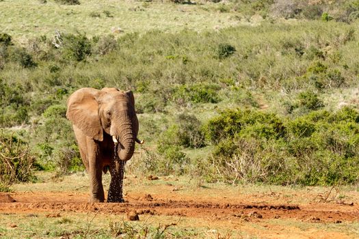 Bush Elephant enjoying her water at the watering hole.